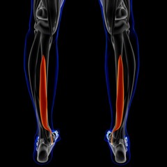 Flexor Digitorum Longus Muscle Anatomy For Medical Concept 3D Illustration