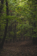 Fototapeta premium Oak forest, colorful nature autumn