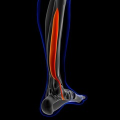 Flexor Digitorum Longus Muscle Anatomy For Medical Concept 3D Illustration