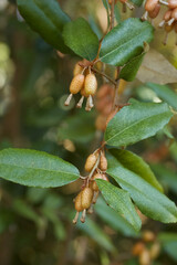 Wild berries on Branch 