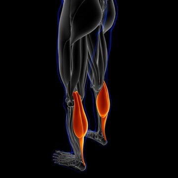 Gastrocnemius Muscle Anatomy For Medical Concept 3D Illustration