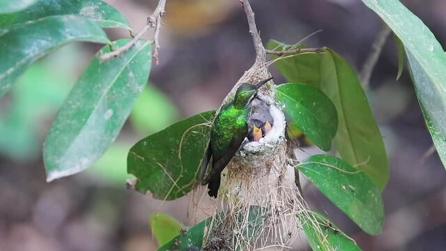 Hummingbird in feeding fledglings in the nest