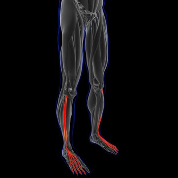 Extensor Digitorum Longus_Muscle Anatomy For Medical Concept 3D Illustration