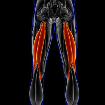 Biceps Femoris Muscle Anatomy For Medical Concept 3D Illustration