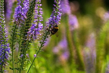 View of veronica longifolia flowers with bumblebee on the spring meadow