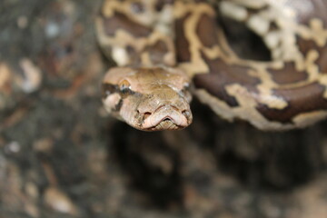 close up of a python