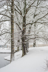 Winter landscape: a walk with the whole family in a winter park.