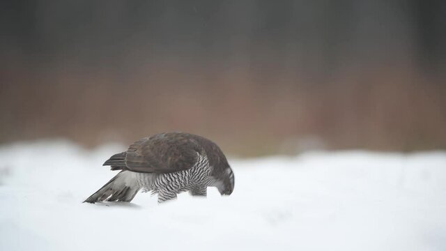 Northern goshawk ( Accipiter gentilis )