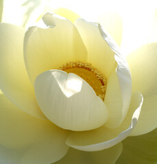 Lotus flower. Beautiful water lily close-up of white color. - 397025206