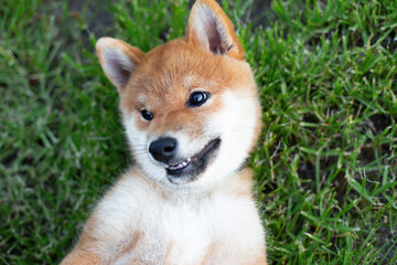 Funny Shiba Inu puppy Smiles at the Camera. Red japanese shiba inu dog lying on its back