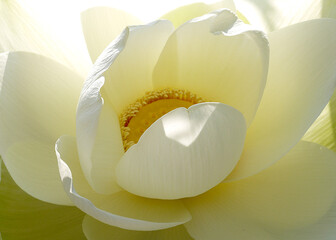 Lotus flower. Beautiful water lily close-up of white color. - 397025288