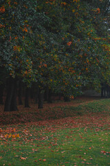 Oak forest, colorful nature autumn