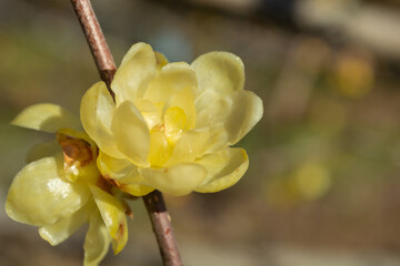 蝋梅のアップ