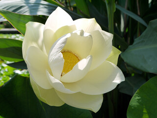 Lotus flower. Beautiful water lily close-up of white color. - 397025430