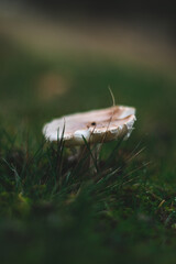 Small White Mushroom in the grass