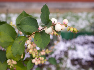 branch of snowberry in the foreground