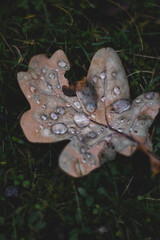 Oak tree leaf with drops of water on it
