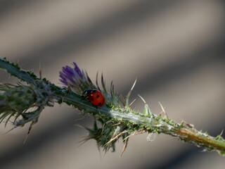 coccinelle et ombres