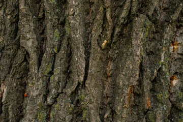 Oak tree texture, wood nature