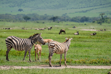Fototapeta na wymiar Mother zebra with foal in Ngorongoro Crater, Tanzania