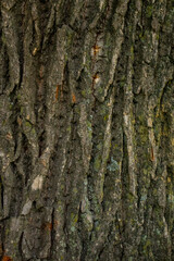 Oak tree texture, wood nature