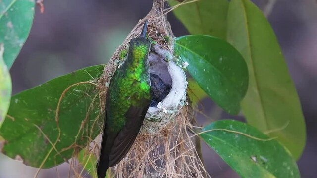 Hummingbird in feeding fledglings in the nest