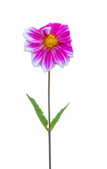 Beautiful colorful dahlia flower blossom isolated on white background