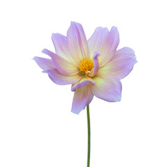 Beautiful pink dahlia flower blossom isolated on white background