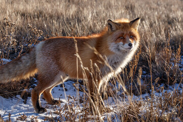 Red Siberian fox looking for food in winter field with dry grass