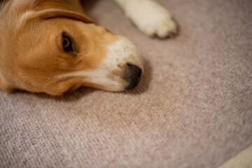 beagle puppy sleeping