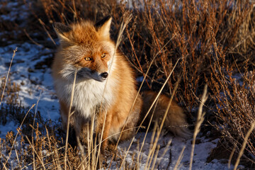 Siberian red fox sitting among dry grass in a field in winter
