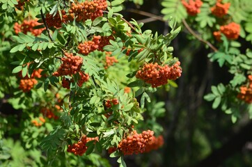 Showing bunches of red rowan berries on a green background



