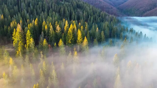 Bird's eye view of beautiful green forest at mist morning sunrise aerial shot