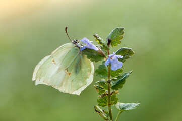 Butterfly Gonepteryx rhamni on a  field flower early in the morning waiting for the first rays of the sun