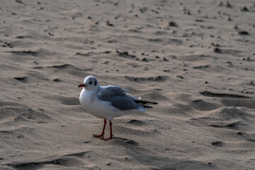 Möwe zu Fuß