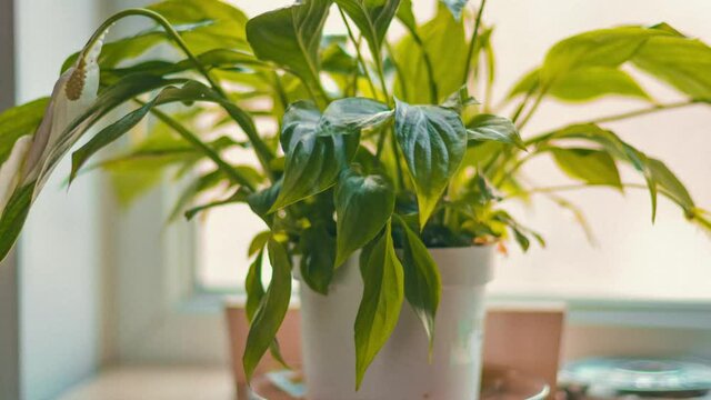 Revitalization of "spathiphyllum" after pouring. Indoor plants. Time-lapse