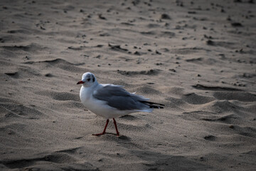 Möwe zu Fuß