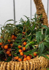 Close-up sea buckthorn berries on a branch lie in a wicker basket on a white wooden background.