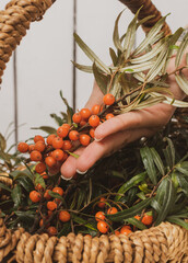 Sea buckthorn close-up on a branch lie in a wicker basket on a white wooden background. A woman's hand holds a berry.