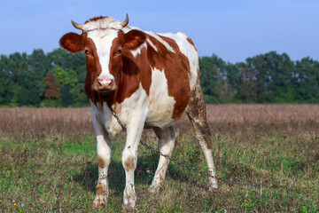 Fototapeta na wymiar Cow in the meadow