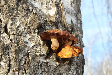 Mushrooms grown on birch were discovered on a frosty winter day