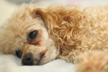 The dog lies in bed thinking about his doggy life