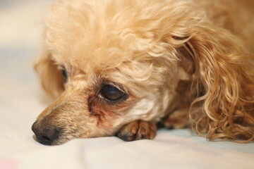 The dog lies in bed thinking about his doggy life