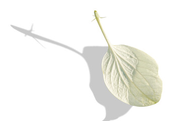 Obraz premium Isolated white leaves on white background.