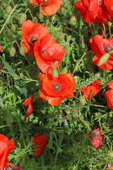 Fototapeta na wymiar Close up of a trio of poppy flowers, Derbyshire England 