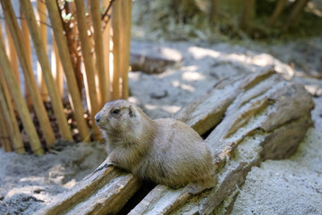 Black tailed prairie dog is sit down on sand