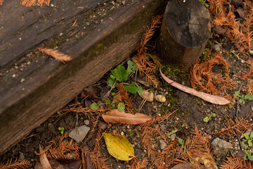 leaves between a stairway