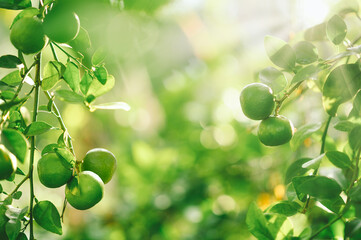 Green limes tree in the garden with daylight.