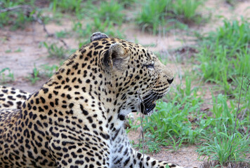 Fototapeta na wymiar Large male leopard resting, South Africa 