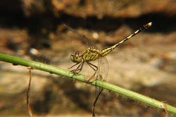 dragonfly on a tree